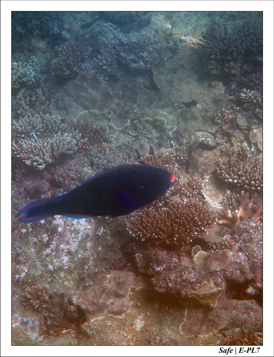 2018 - 08 - Pulau Tinggi - 18